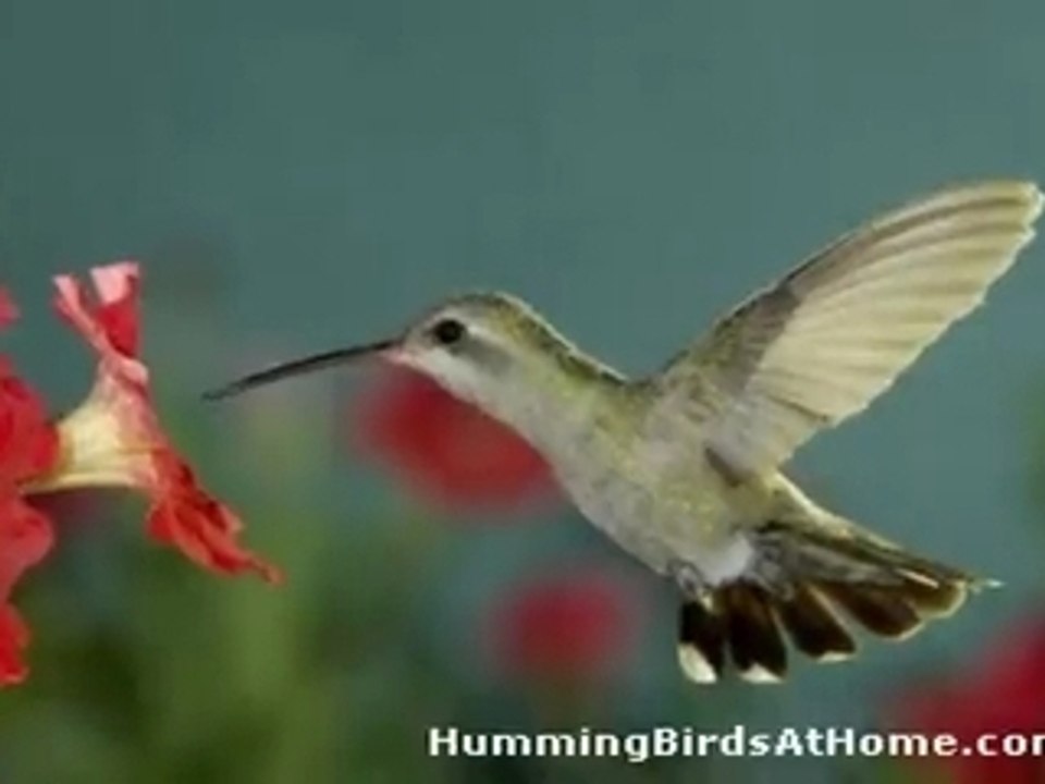 Hummingbirds at Home