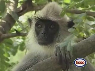La Vie Privee Des Animaux Chez Esso