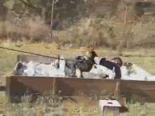 Gal Top Pas Svv 1,kkl1/ 01