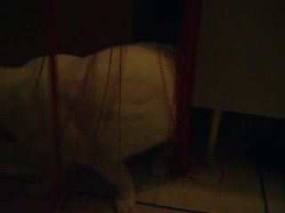 Dolky qui s'amuse avec n'importe quoi...