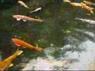 滋賀県「琵琶湖博物館」で見た鯉