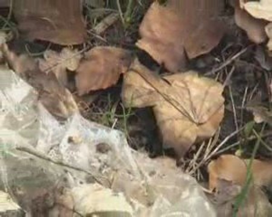 Frat de Jambville - Idée Reçue n°11 - Poubelles