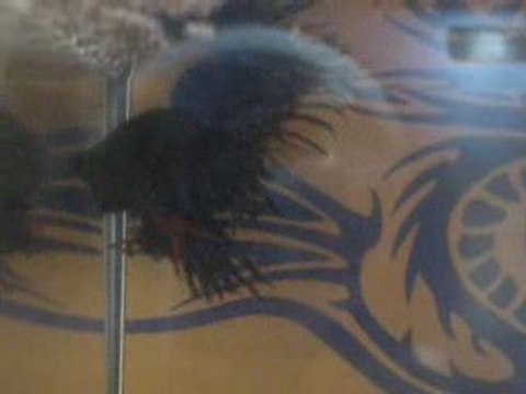 Parade de mon Betta Splendens Blue