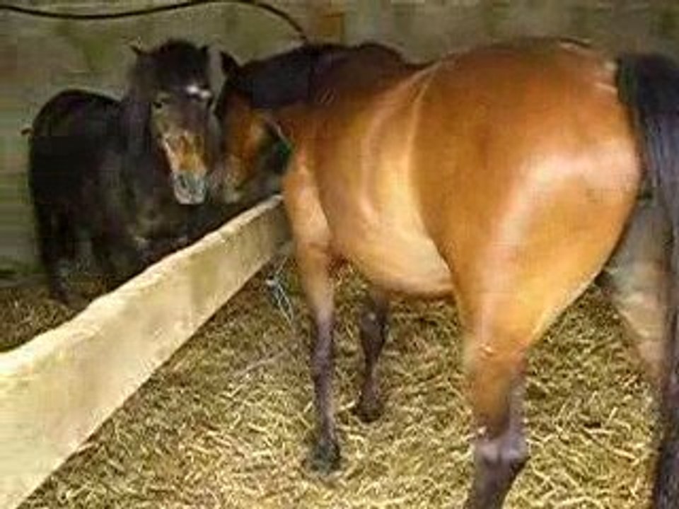 koumba