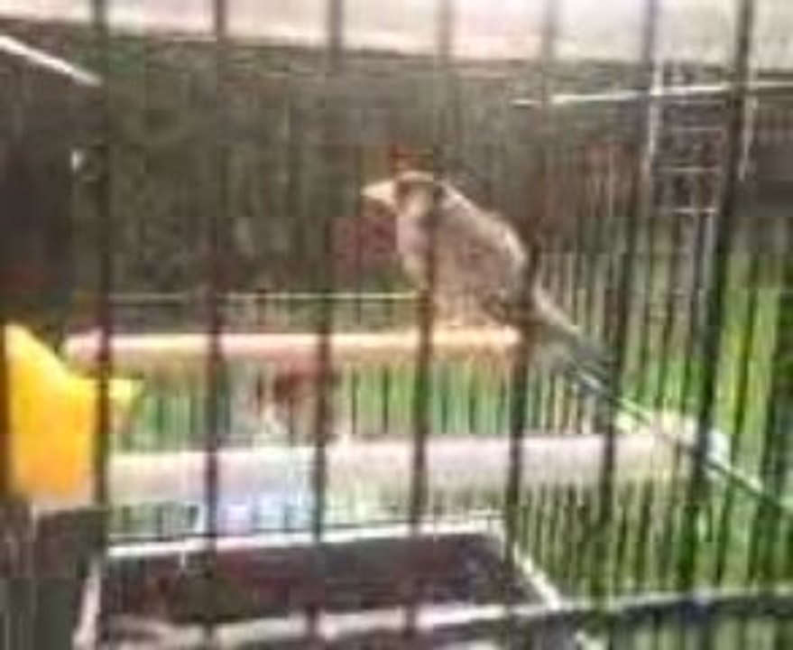 Message 2 hmimed chercheli fi la suisse