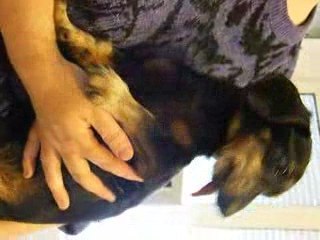 pruneau capricieux, pruneau amoureux