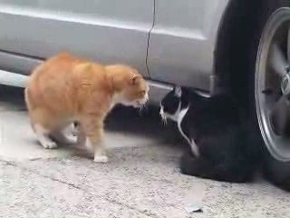 chalcolique avec grand besoin de desintoxication lol