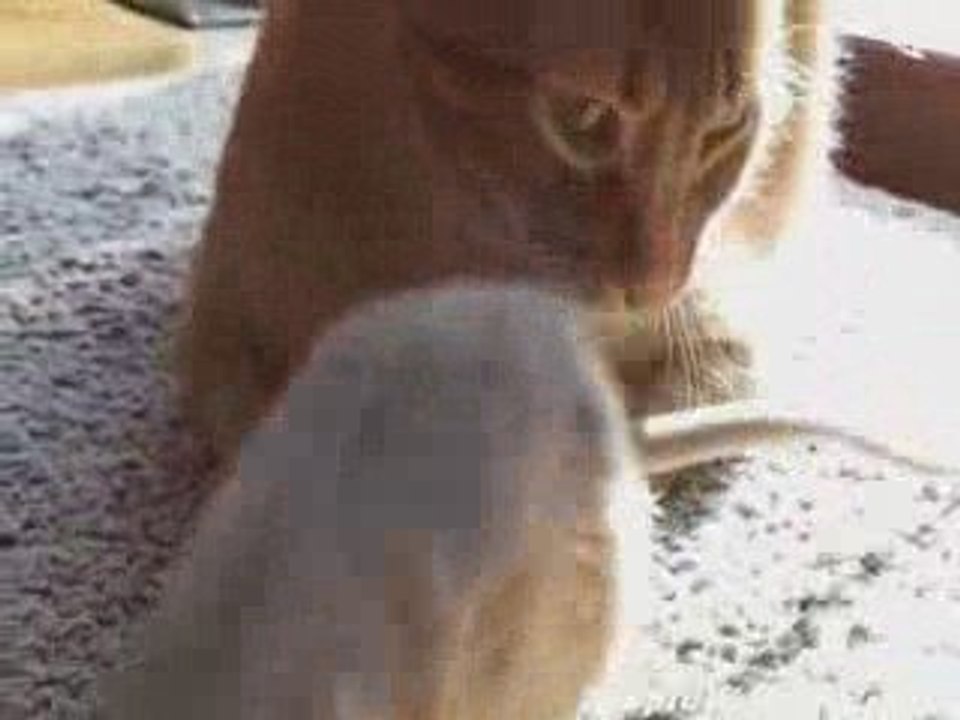 Chat et Souris