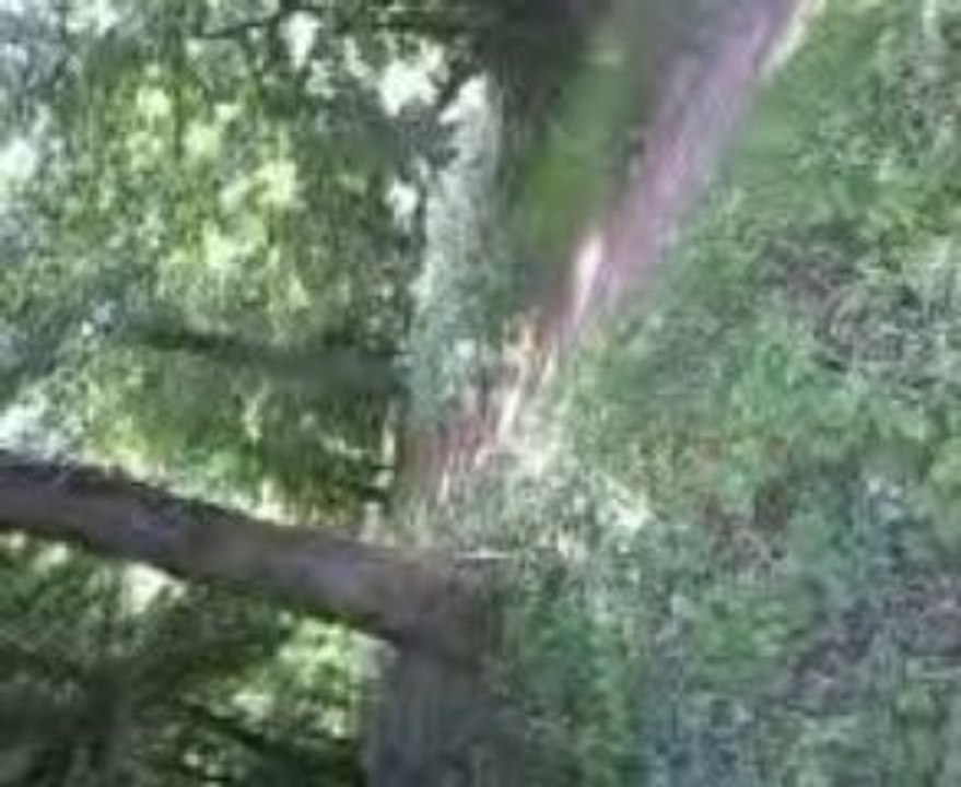Vidéo0010