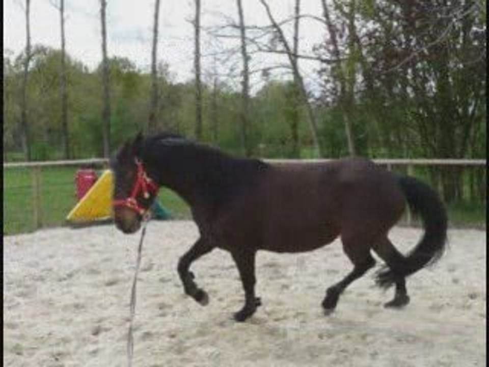 Razièle à la longe