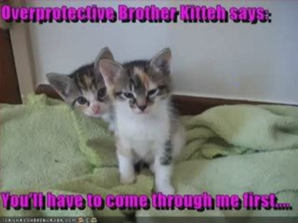 Funny Cat Compilation