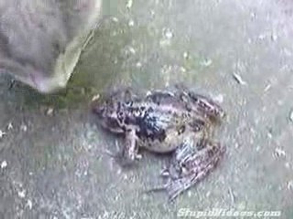 Le Chat et la Grenouille
