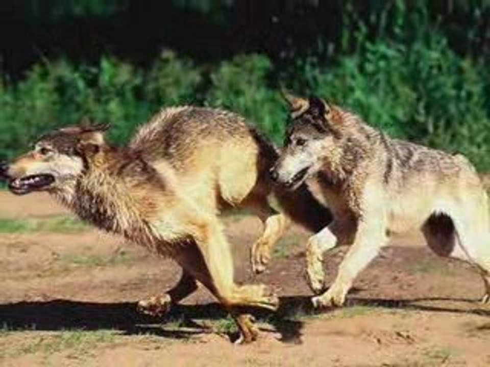 la course du loup