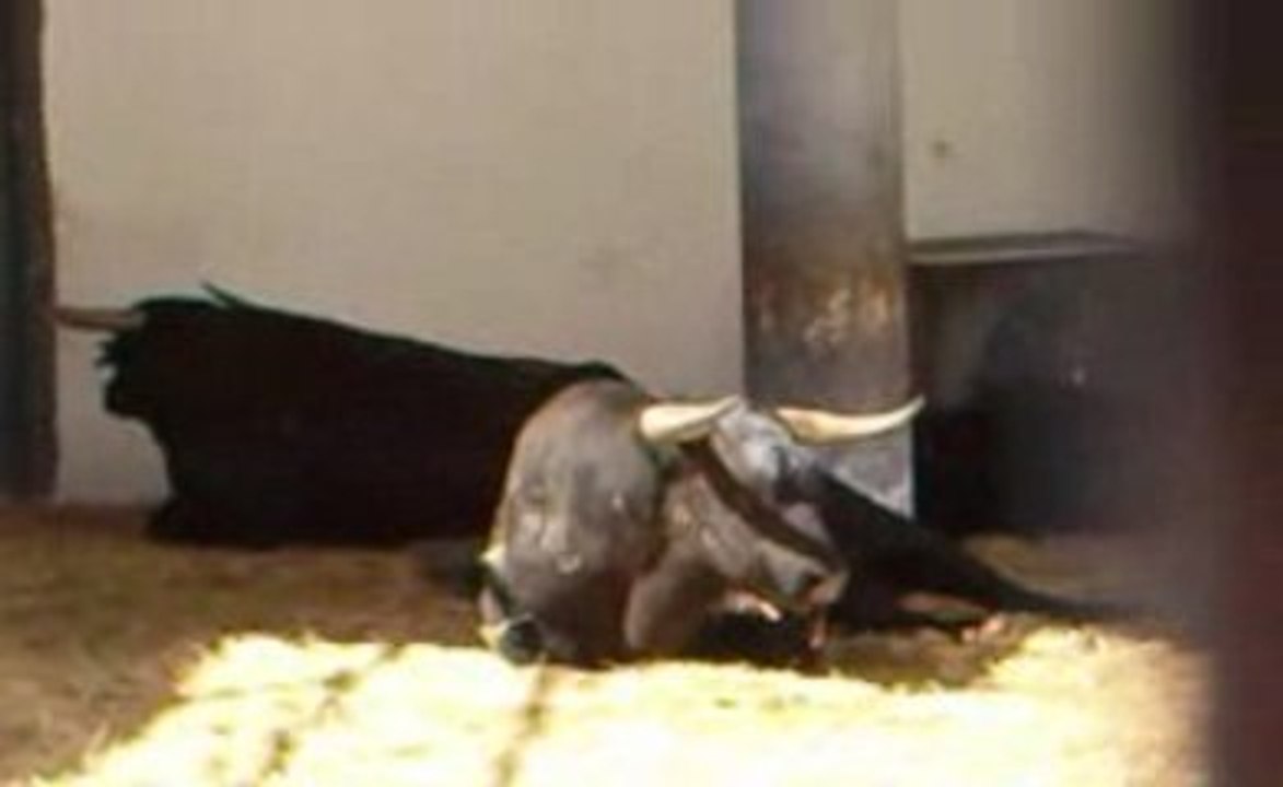 Toros de Jandilla pour Nîmes Pentecôte