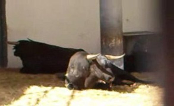 Toros de Jandilla pour Nîmes Pentecôte