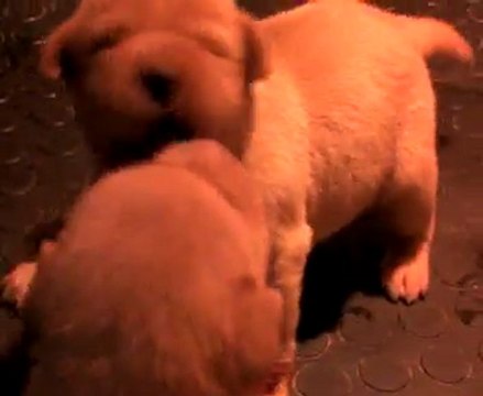 Chiots labradors à 3 semaine Portée Bess Pearl