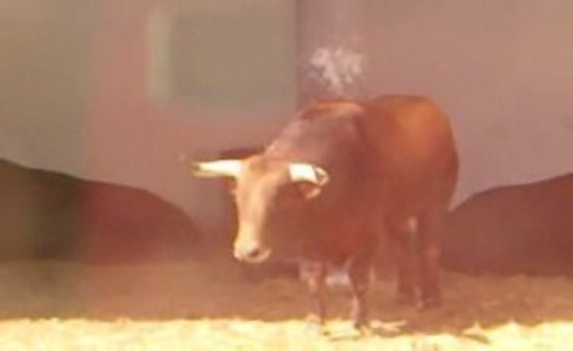 Toros de Zalduendo pour Nîmes Pentecôte