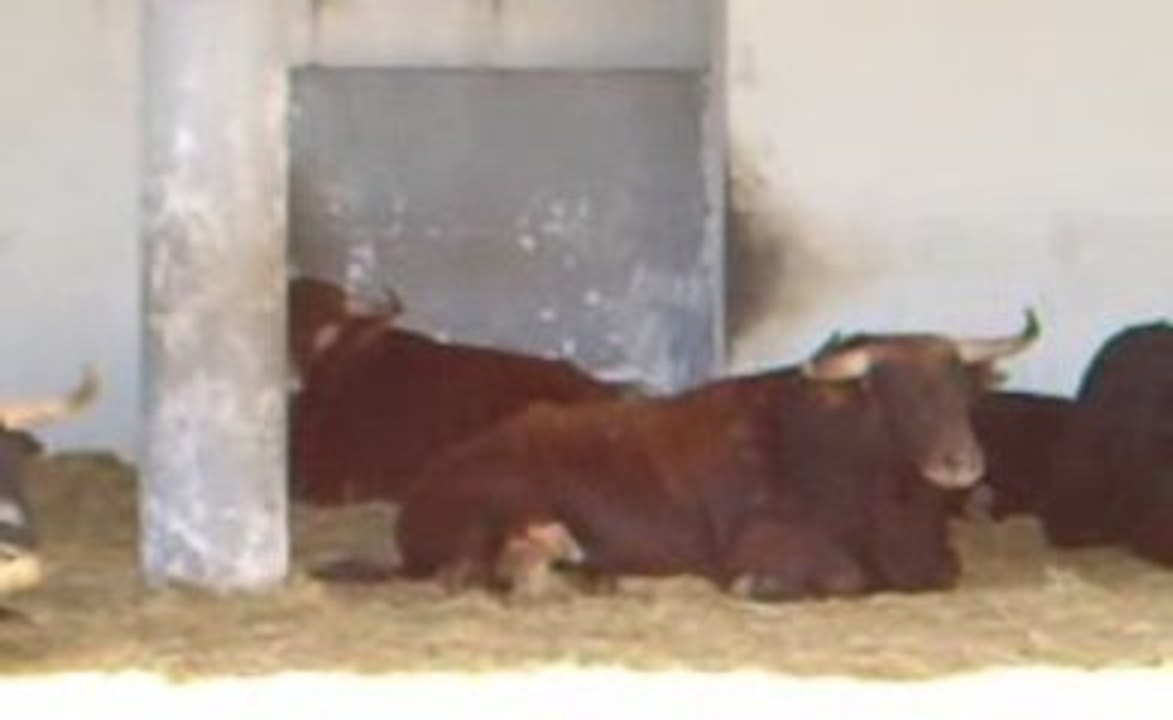 Toros de Garcigrande pour Nîmes Pentecôte 1/2