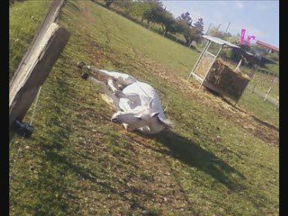 Equitation