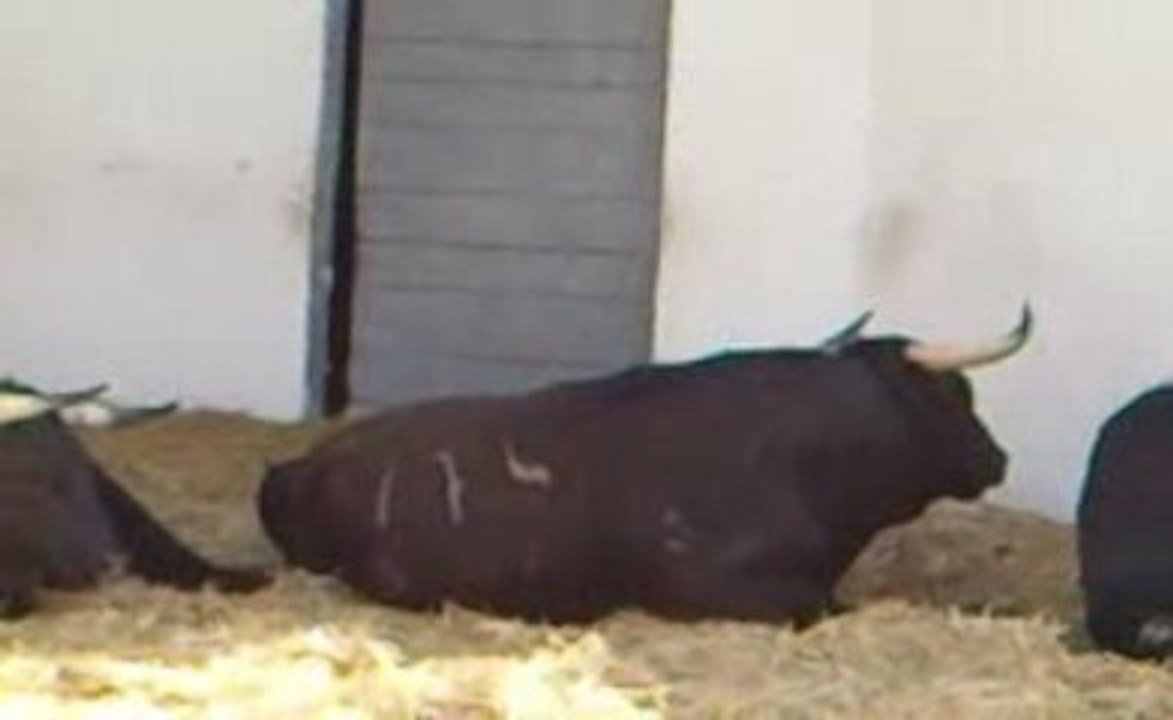 Toros de JP Domecq pour Nîmes Pentecôte