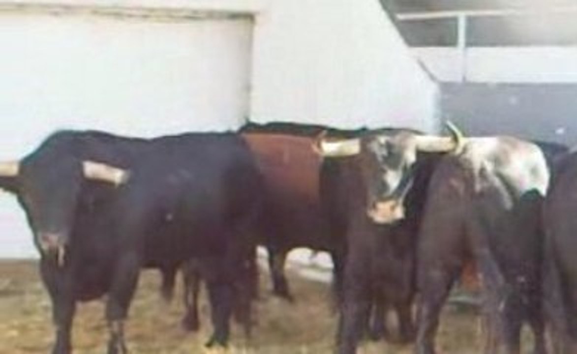 Toros de Palardé pour Nîmes Pentecôte