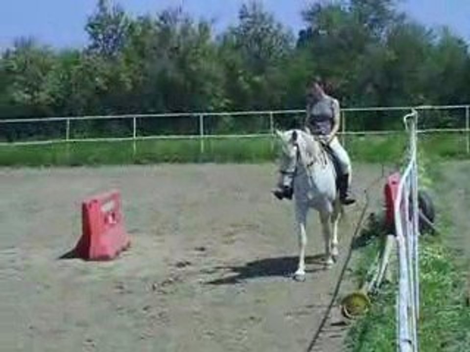 dressage estrella