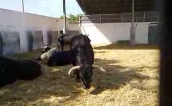 Toros de Miura pour Nîmes Pentecôte 1/2
