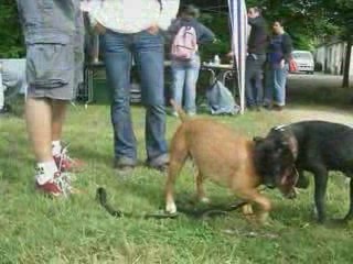 rassemblement de molosses