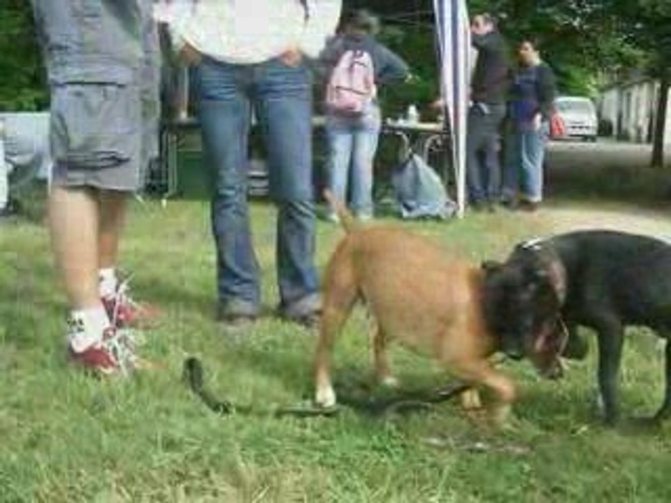 rassemblement de molosses
