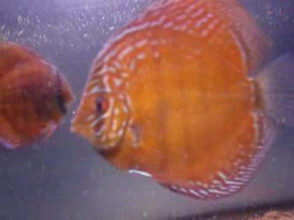 Phong 25 mai 7 mois et demi