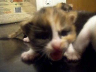 Les bebes a 14 jours