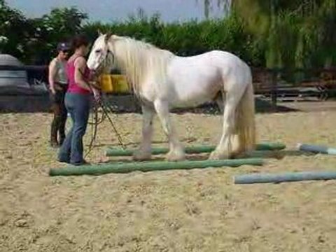 Flann exercice éthologie: reculé dans les barres en U