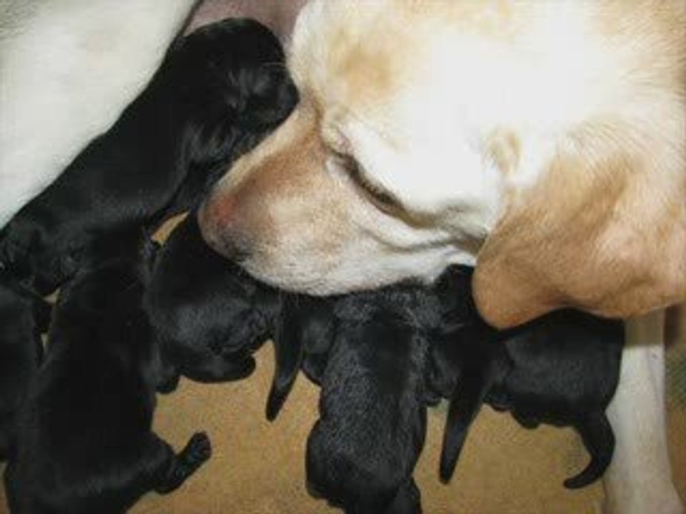 Les bébés