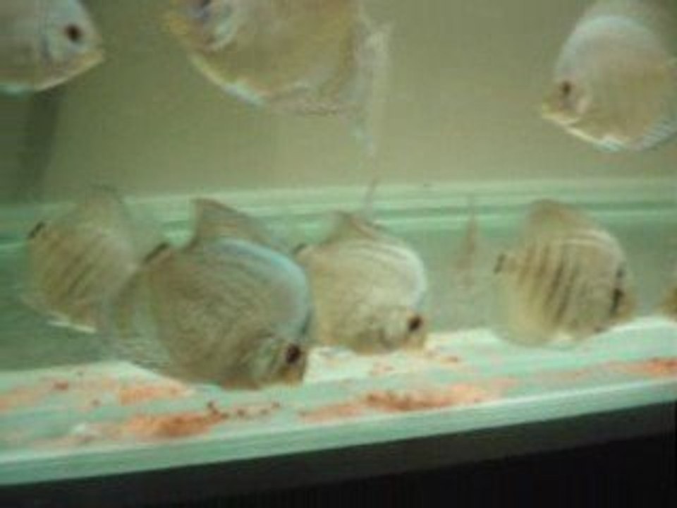 solid blue-blue diamond eş