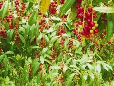 bulutlarin ulkesi- HEMSİN