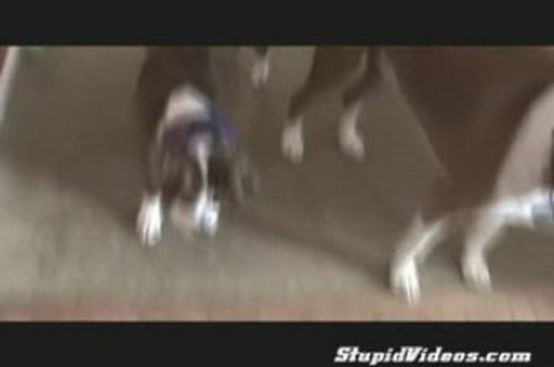 Ce chien jou avec sa balle