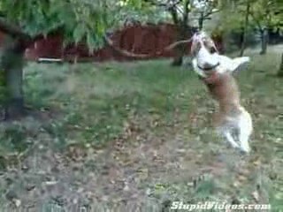Chien attaque une branche d'arbre