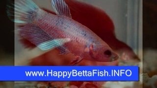Guide to Betta Fish Care