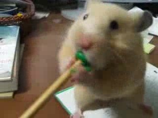 Un hamster mange un crayon de papier