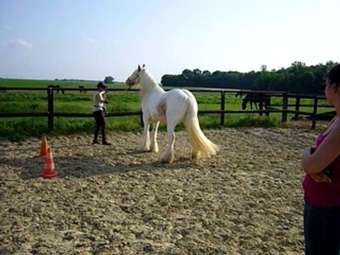premiers déplacements latéraux pour Flann (étho)