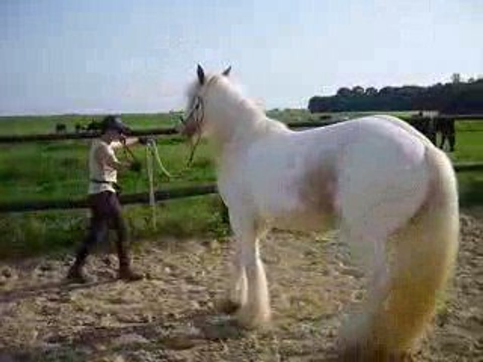 premiers déplacements latéraux pour Flann (étho)