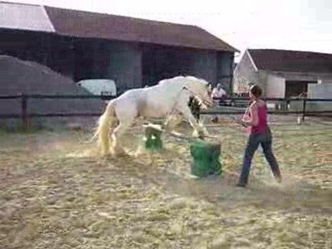 Flann éthologie mise cercle et saut