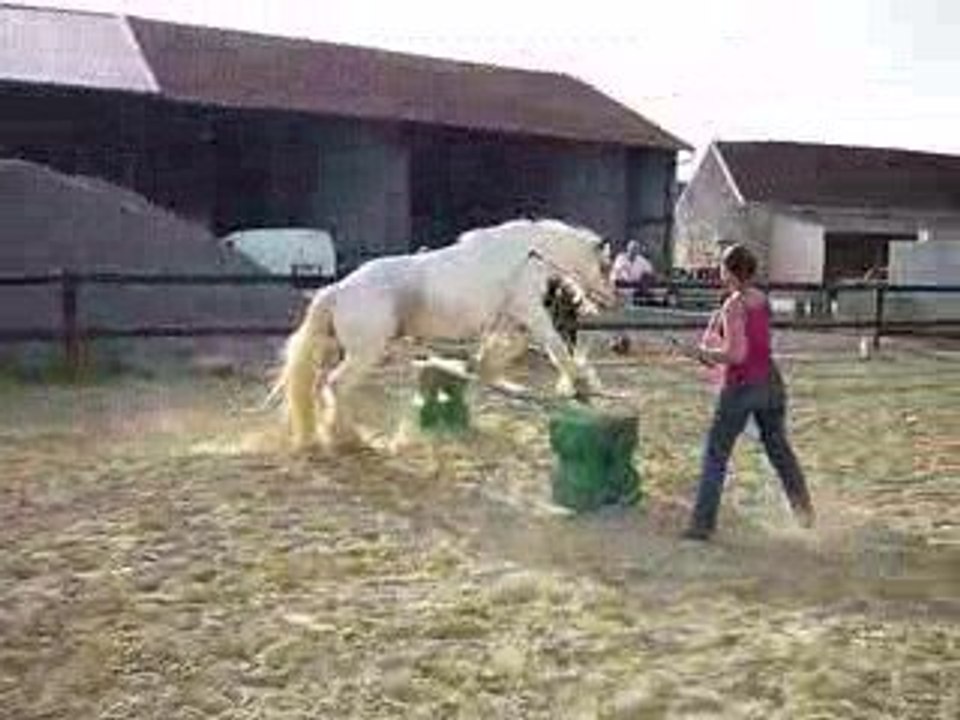 Flann éthologie mise cercle et saut