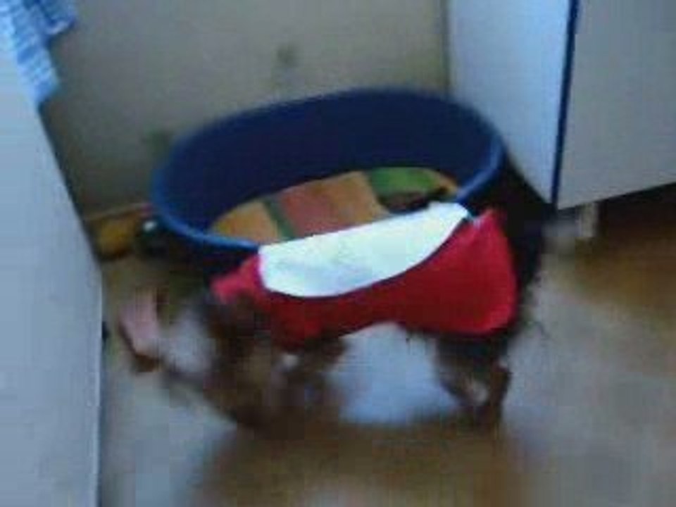 Gage paradise island