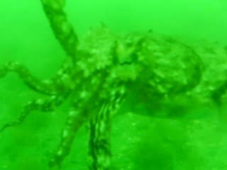 seiche à la grande motte mai 2009