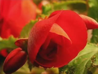 En Aranjuez con tu amor