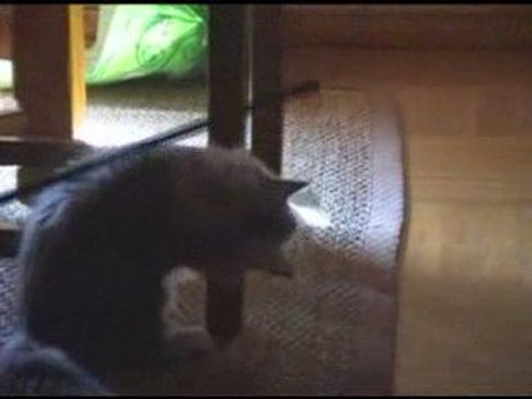 Evoria bébé maine coon 3 mois