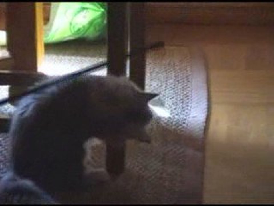 Evoria bébé maine coon 3  mois