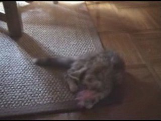 Evoria bébé maine coon 3  mois