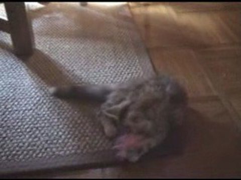 Evoria bébé maine coon 3 mois